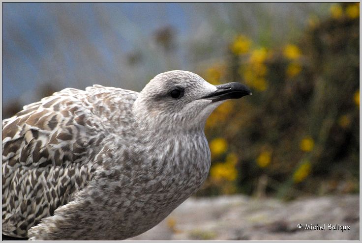 Cap Fréhel