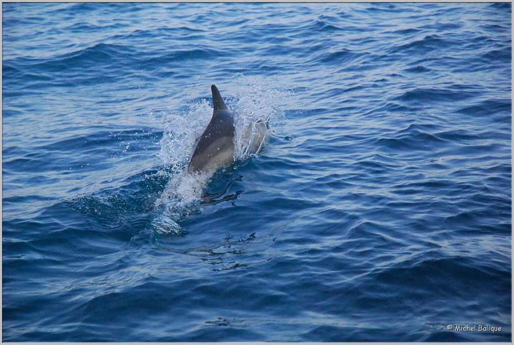 Lola_2010_St_Denis_d'Oleron-Yeu001