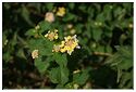 Sciacca_46