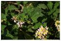 Sciacca_47