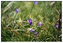 Fleurs