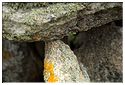 d  Dolmen Planche à Puare 2010